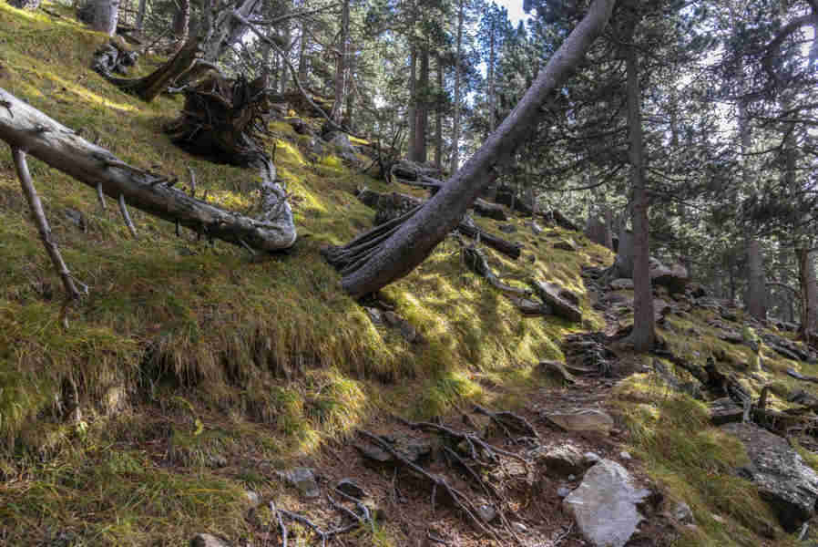 Huesca - parque nacional de Ordesa y Monte Perdido - valle de Ordesa 112 - faja Canarellos.jpg